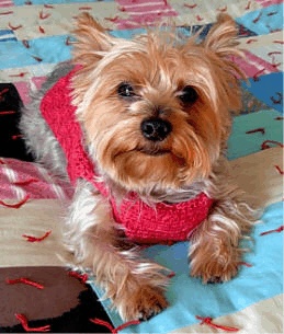 Front view showing fit of red crochet dog sweater