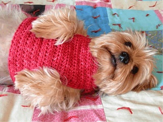 Relaxed dog wearing the finished Berry Patch crochet sweater